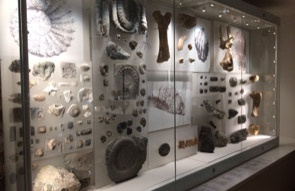 Folkestone museum object mounts for jurassic coast fossil collection