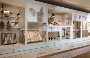Folkestone museum object mounts for wildlife